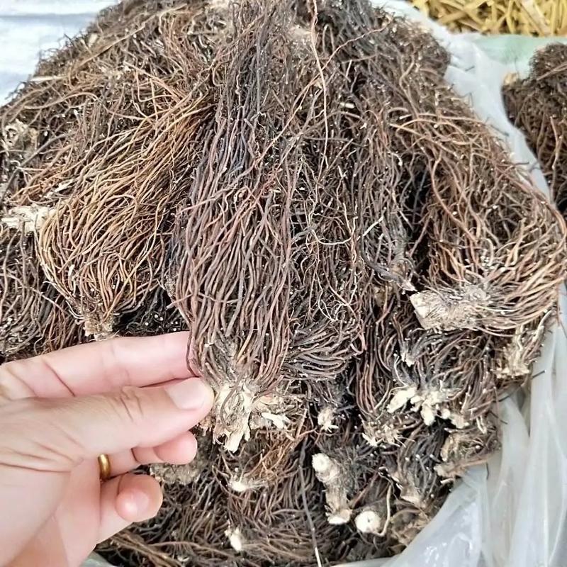 林下资源开发:让传统药材焕发生机