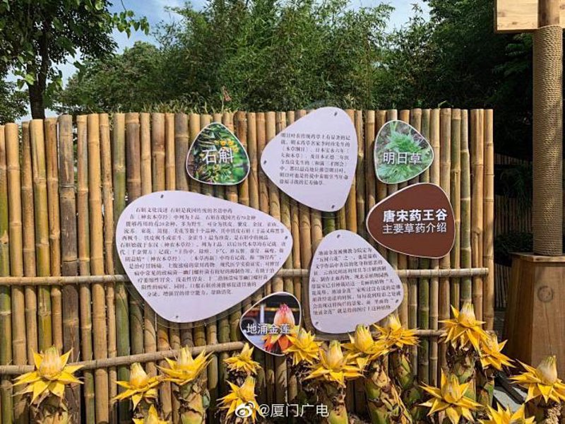 中草药科普