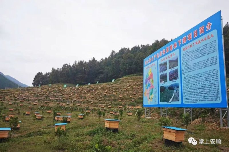 走进林下经济:药材开发的新天地