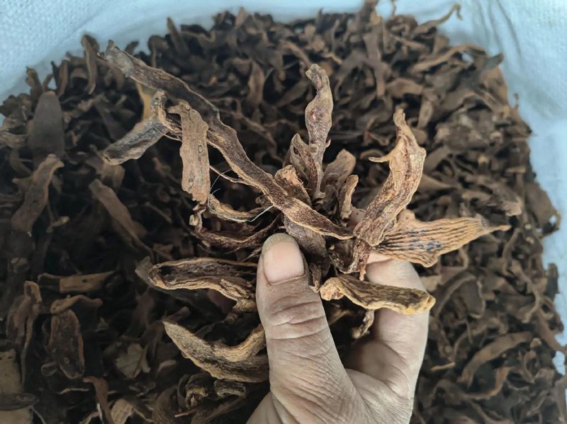 林下经济:开发野生药材的新路径