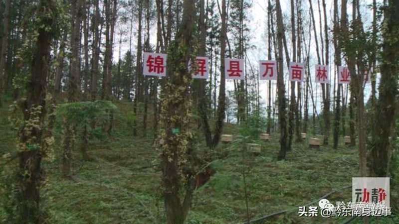 林下药材开发