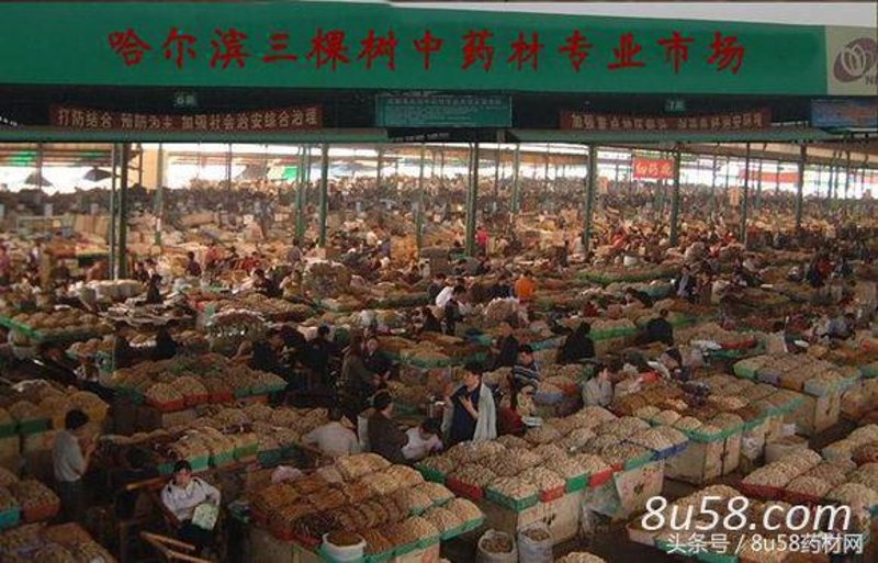 探索林下药材开发的新天地