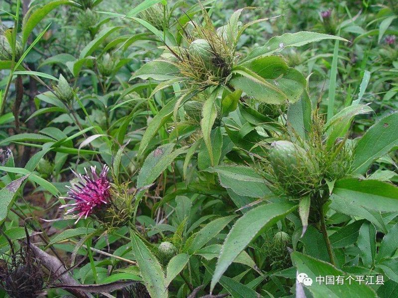 中草药批发:传统行业的新活力
